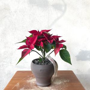 포인세티아 생화 수제토분 세트 크리스마스꽃 화분