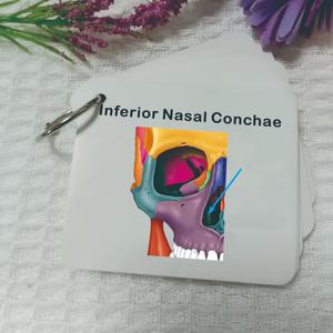 TEMU 인간 해골 해부학 플래시카드 - 의과대학생 및 애호가를 위한 마스터 해골 구조, 해부학, 생물학 또는 전공 공부에 이상적인 학습 도구, 영어 텍스트, 해골의 뼈 그림