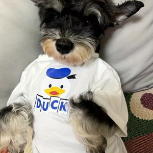 TEMU 작은 크기부터 중간 크기까지의 개와 고양이에게 적합한 오리 프린트 여름 애완 동물 옷 - 통기성이 좋은 폴리에스터, 풀오버 디자인, 귀여운 만화 오리 패턴, 포메라니안, 슈나우저, 테디, 비숑, 푸들에 이상적 - 손세탁만 가능