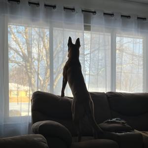 TEMU 2개 화이트 시어 커튼, 그로밋 포함, 반투명 얇은 드레이프, 거실 침실용, 폴리에스터, 안감 없음, 로드 포켓 걸이, 세탁기 사용 가능, 52x84인치, 거실 커튼