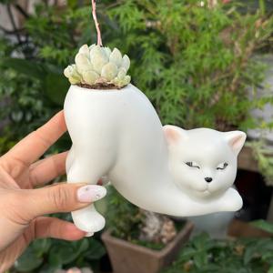 TEMU 유니크한 고양이 꼬리 컬럼 화분은 매력적인 고양이 디자인에서 영감을 받았습니다. 집에 자연의 감각을 더합니다. 식물은 열쇠를 열면서 아래의 고양이는 매료되어 있습니다. 고양이 팬과 함께 고양이 팬을 위한 필수품입니다. 집의 분위기를 즉시 향상시킵니다.