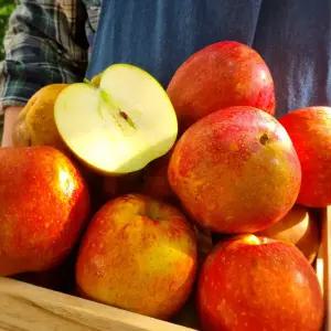 못생겨도 맛있는 가정용 꿀사과 감홍사과 3kg 중과 10~14과