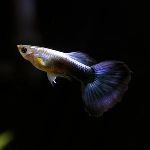 [고정구피] 코발트 블루 구피 [1쌍]