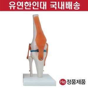 무릎 관절 인대모형 4004GG 통증 십자인대 손목 통증의학과 터널증후군 고관절 인체 사람구조