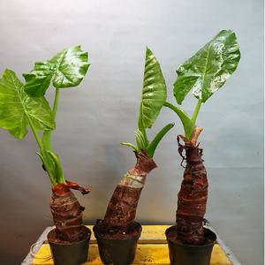 알로카시아( 한몸) 수분조절 (이국적인 아이에요)