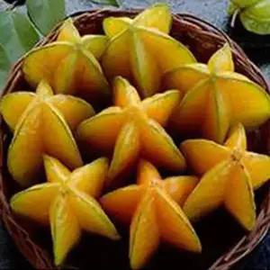 스타 후르츠 씨앗 5립 / 카람볼라 / 열대식물 / 종자 / 희귀씨앗