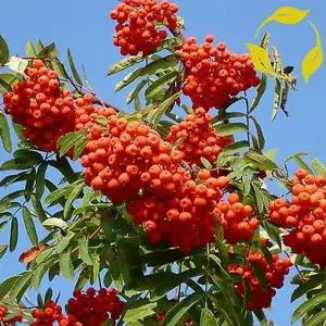 마가목나무 P9포트 묘목