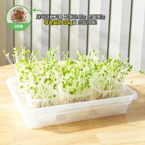 이지앤프리 새싹채소 무순키우기 세트 수경 식물재배기 세트