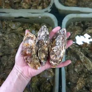 통영 입망 석화 5kg