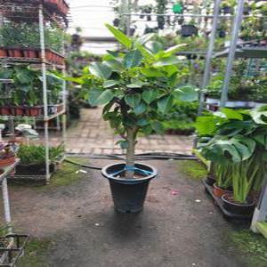 왕대형 뱅갈고무나무 대품 110-140cm 499