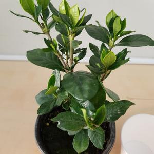 [소나무길] 잊지못할 향기  하얀꽃  치자나무 소형 045 화원 농원