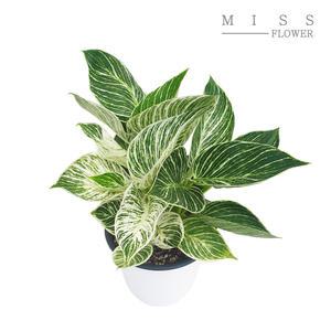 꽃집아가씨 중형 필로덴드론 버킨 화분지름15cm