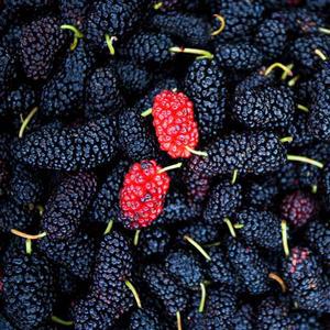 [베리세상]고창 냉동 토종오디 10kg(벌크)