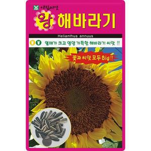 아람종묘 왕해바라기 씨앗 10립 왕 해바라기 꽃씨 야생화 종자