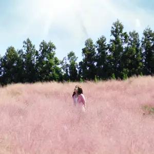 제주 휴애리 핑크뮬리축제 / 제주 핑크뮬리 국화 튤립 수국 동백 자연생활공원