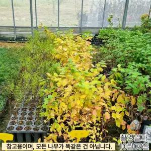 유럽 말채나무 (애니윈터오렌지) 4치 장포트 묘목