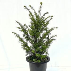 주목나무 눈주목 묘목 정원수 조경수 관상수 정원꾸미기