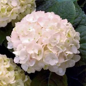 정원수국 엔들레스썸머 수국 (블러싱브라이드)4치장 포트 묘목 노지월동 정원용 조경나무 (목하원예조경)