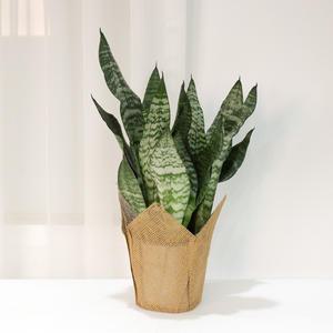 갑조네 타이거 산세베리아(중품)