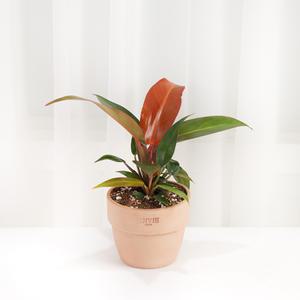 갑조네 필로덴드론 썬레드