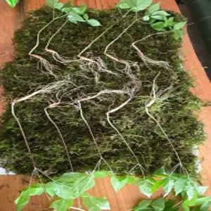 천생삼 산양산삼 5~6년근 정삼 10뿌리 산삼 산양삼 장뇌삼