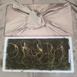 천생삼 산양산삼 9~10년근 정삼 5뿌리 산삼 산양삼 장뇌삼