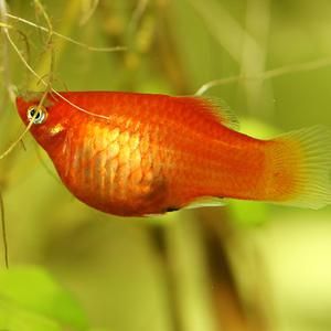 [서진열대어] 새끼를 낳는 난태생-P-09 앵두 플래티 5마리