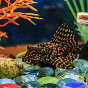 [서진열대어] 벽면청소고기-W-37 나비비파 2마리