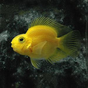 [서진열대어] 시클리드과-S-19 혈앵무 옐로 1마리