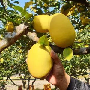 안동 배영태님의 향기가득 햇 모과(중) 3kg