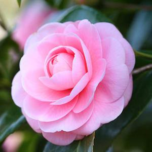 서향동백 겹동백 꽃나무 거실화분 키우기