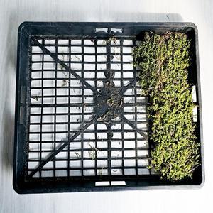 깃털이끼 소량 테라리움 자연산 화분포인트 테라리움 가습효과 38cmX35cm