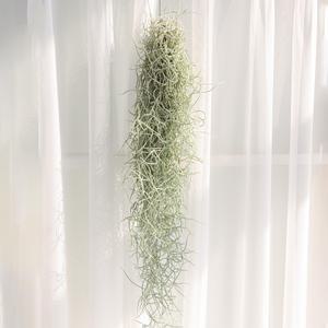 갑조네 수염틸란드시아(행잉)