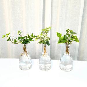 수경재배식물 세척 공기정화 식물 / 아레카야자 싱고니움 페페 몬스테라