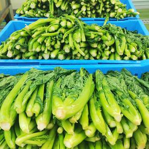 여수 돌산갓 절임갓 5kg 10kg 내외 청갓 갓김치