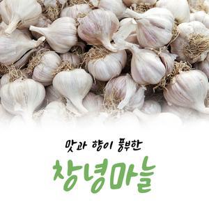 25년 햇마늘 창녕 대서 통마늘 1kg