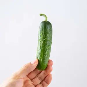 맛있는 미니오이 4kg