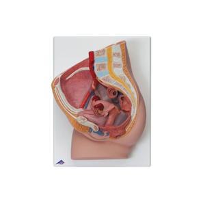 HM F45268 인체 모형]여성성기모형(H10)