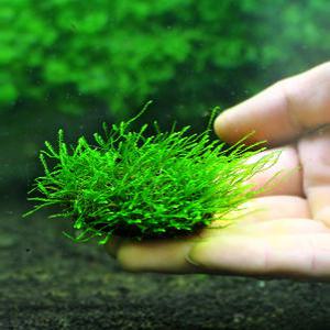 수초-코코넛 옆전 윌로모스 활착-열대어 어항 수족관 수중이끼