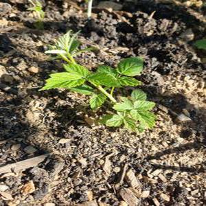 착한농장 토종복분자 묘목 1년생 (25주)