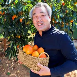 [농부들의수확][품질보장]대봉감 홍시/곶감용 10kg 30과내 대과