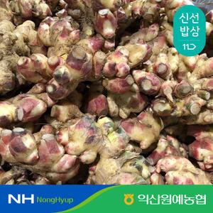 [익산원예농협] 국산 25년 햇 생강 1kg 2kg