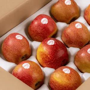 정품 엔비사과 충남 예산 / 소과 2kg (12과 내외)