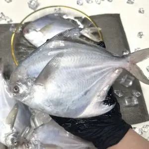 국내산 생물 병어 1kg