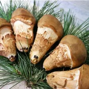 무농약 국내산 참송이버섯 가정용 효능 먹는법 500g