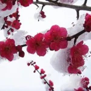 매화나무  설중매.홍매화 접목2년생묘목