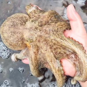 당일조업 자연산 통영 활 돌문어 1kg 1.5kg 2kg