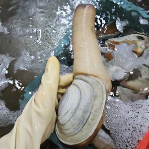 거제도 코끼리조개 대왕조개