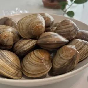 백상합 상합 백합 생합 조개 1kg