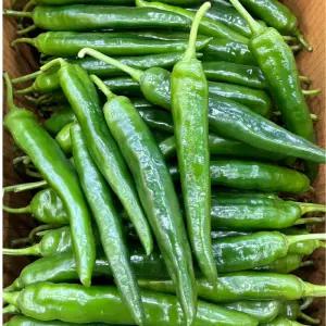 매콤 달콤 국내산 (특)  오이고추 아삭이고추 1kg